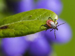 Tick Control