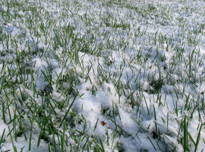 Grass under snow