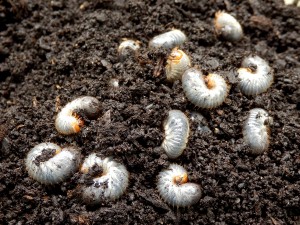 White grubs burrowing into the soil. The larva of a chafer beetle, sometimes known as the May beetle, June bug or June Beetle.