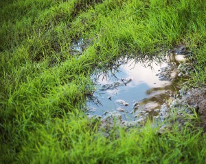 grassy yard lawn or park with puddles in the green field