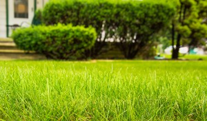 Green lawn 