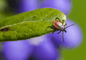 Tick Control